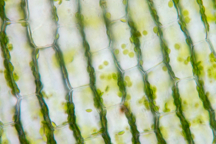 Billedet viser plantecellen i et mikroskop